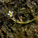 Image of <i>Ranunculus aquatilis</i> var. <i>diffusus</i>