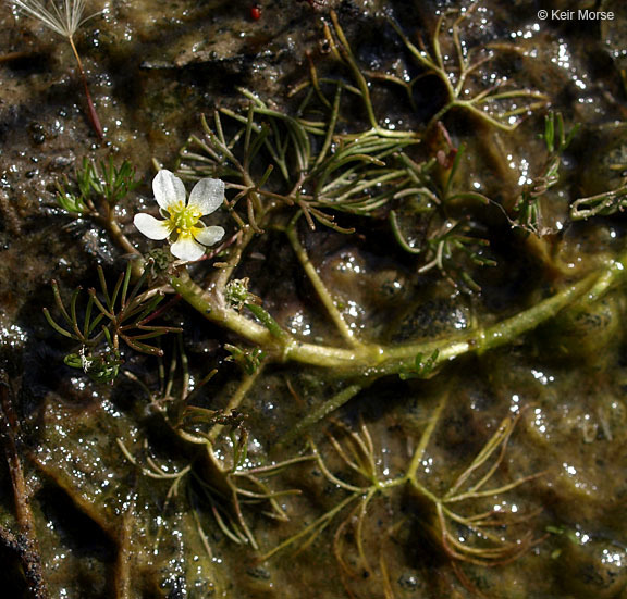 Ranunculus aquatilis (rights holder: 2009 Keir Morse)