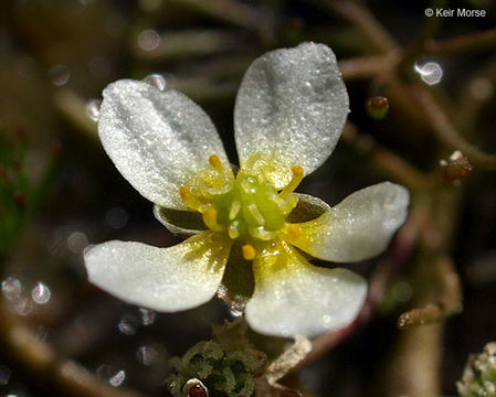 Image of <i>Ranunculus aquatilis</i> var. <i>diffusus</i>