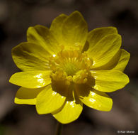 Image of California buttercup