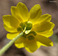 Image of California buttercup
