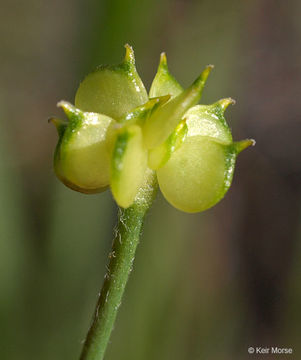 Image de Ranunculus californicus Benth.