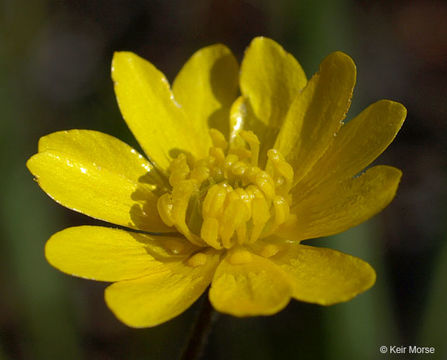 Image de Ranunculus californicus Benth.