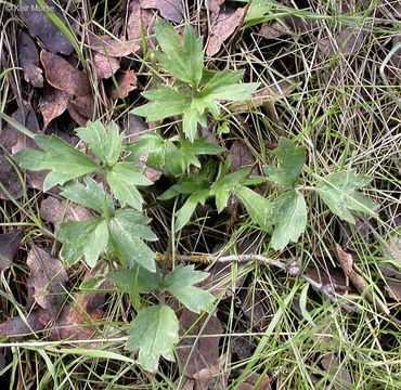 Image de Ranunculus californicus Benth.