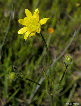 Image de Ranunculus californicus Benth.