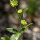 Image of delicate buttercup