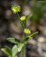 Image of delicate buttercup