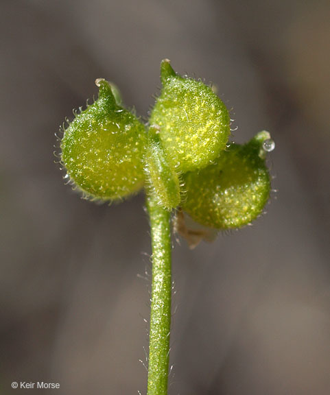 Image of delicate buttercup