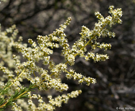 Imagem de Adenostoma fasciculatum Hook. & Arn.