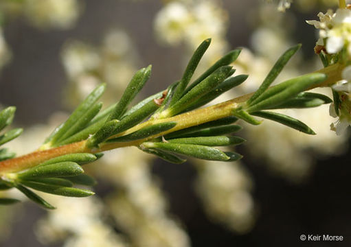 Imagem de Adenostoma fasciculatum Hook. & Arn.