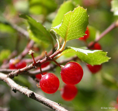 Image of <i>Rhamnus ilicifolia</i>