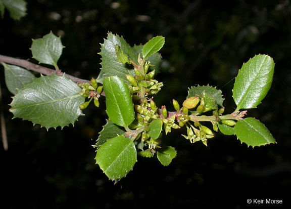 Image of <i>Rhamnus ilicifolia</i>