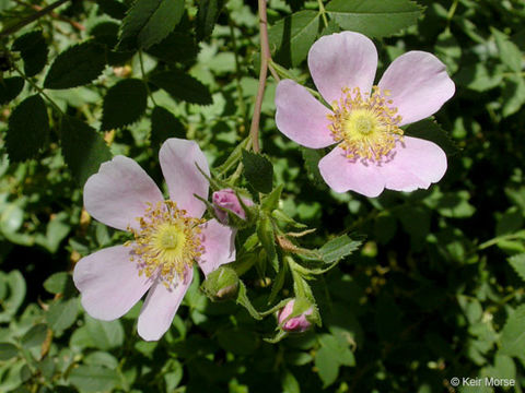 Rosa californica Cham. & Schltdl. resmi