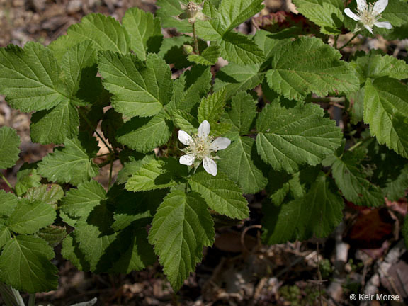 Image of California blackberry