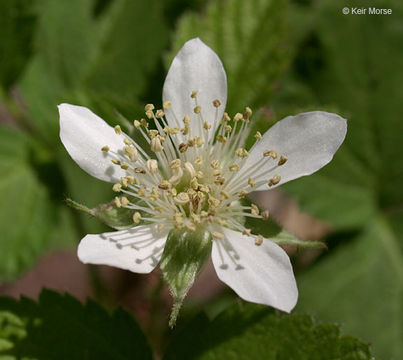 Image de Rubus ursinus Cham. & Schltdl.