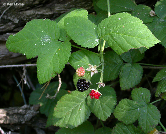 Image of California blackberry
