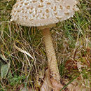 Macrolepiota resmi