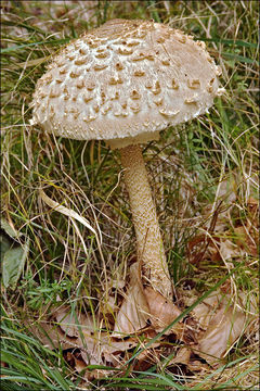 Imagem de Macrolepiota procera (Scop.) Singer 1948