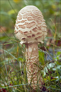 Image of Macrolepiota procera (Scop.) Singer 1948