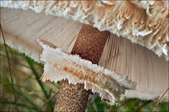 Image of Macrolepiota procera (Scop.) Singer 1948