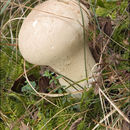 Image of Lycoperdon molle Pers. 1801