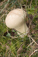 Image of Lycoperdon molle Pers. 1801