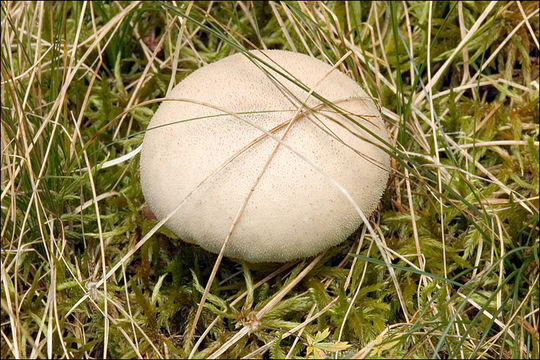 Imagem de Lycoperdon molle Pers. 1801