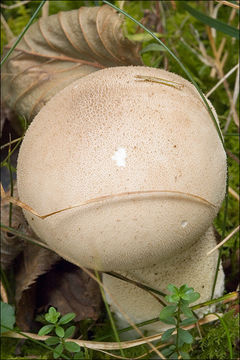 Imagem de Lycoperdon molle Pers. 1801