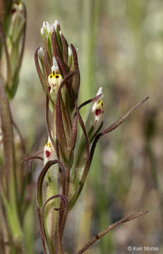 Слика од Castilleja attenuata (A. Gray) T. I. Chuang & L. R. Heckard