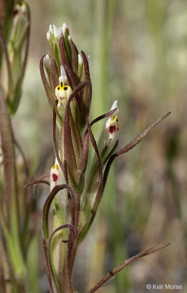 Image of attenuate Indian paintbrush