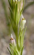 Image of attenuate Indian paintbrush