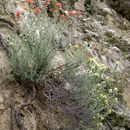 Image of Texas Indian paintbrush