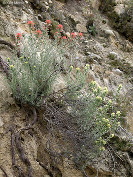 Слика од Castilleja foliolosa Hook. & Arn.