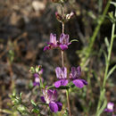 صورة Collinsia heterophylla Buist ex Graham