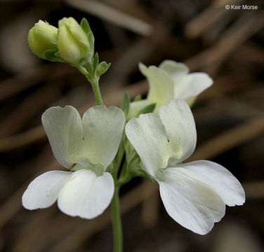 صورة Collinsia heterophylla Buist ex Graham