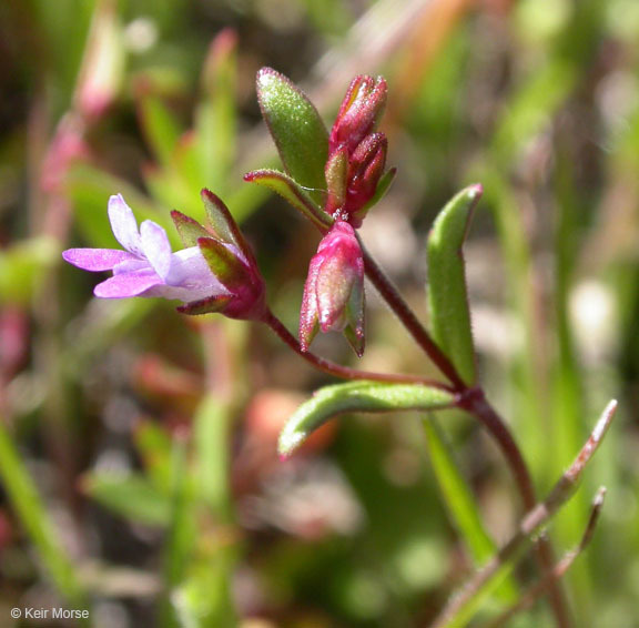 Image de Collinsia parviflora Dougl. ex Lindl.