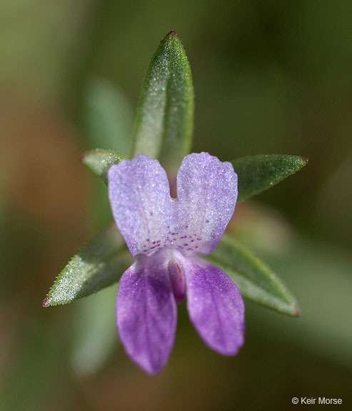 Image of spinster's blue eyed Mary