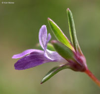 Image de Collinsia sparsiflora var. collina (Jepson) Newsom