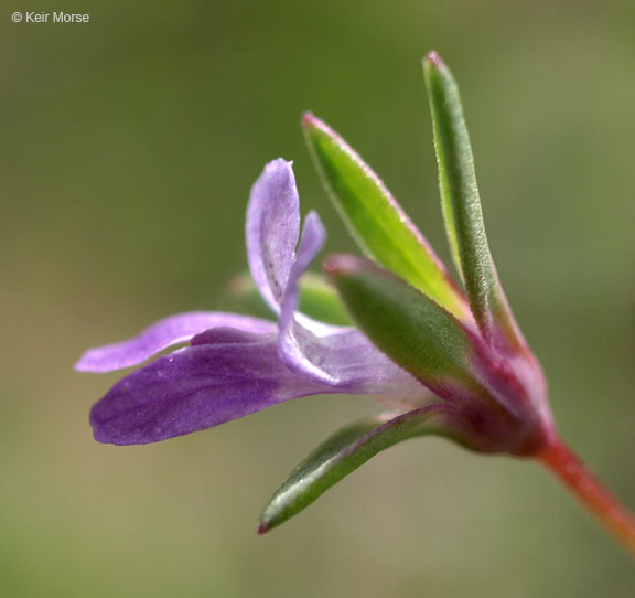 Image of spinster's blue eyed Mary