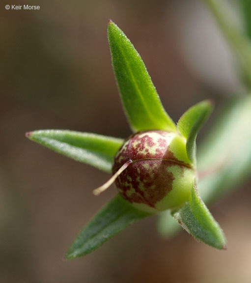 Image of spinster's blue eyed Mary