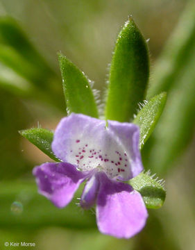 Image de Collinsia sparsiflora var. collina (Jepson) Newsom