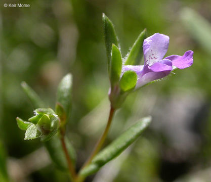 Image of spinster's blue eyed Mary