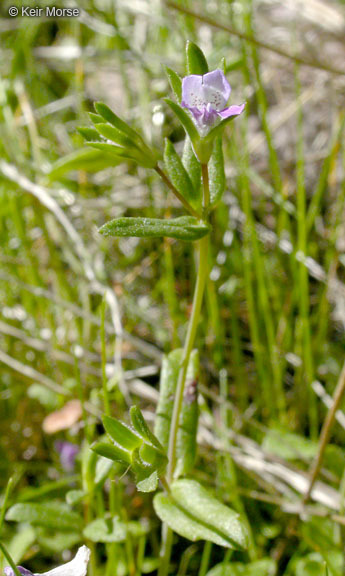 Image of spinster's blue eyed Mary