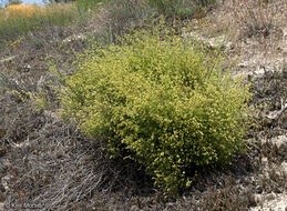 Image of narrowleaf bedstraw