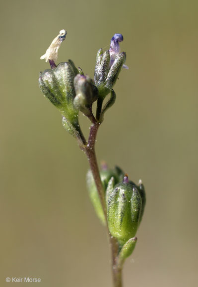 Image of Texas toadflax