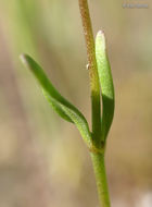 Image of Texas toadflax