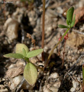 Image of Texas toadflax