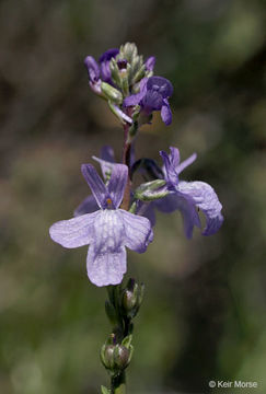 Image of Texas toadflax