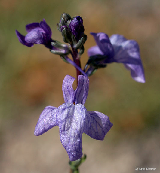 Image of Texas toadflax