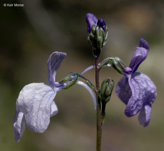 Image of Texas toadflax